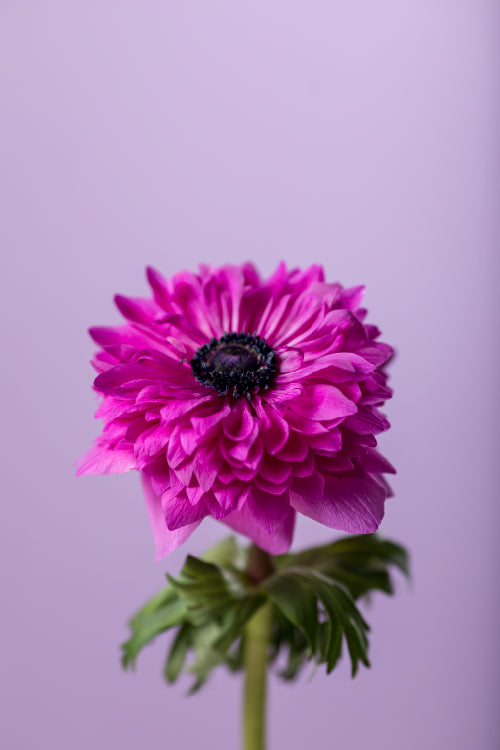 #variety_fucsia #detail