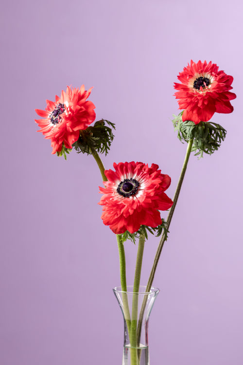 #variety_rosso #detail