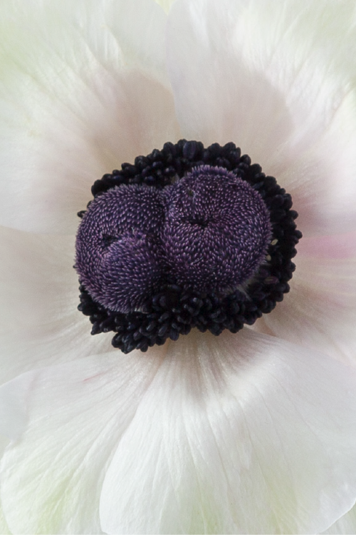 #color_panda #detail