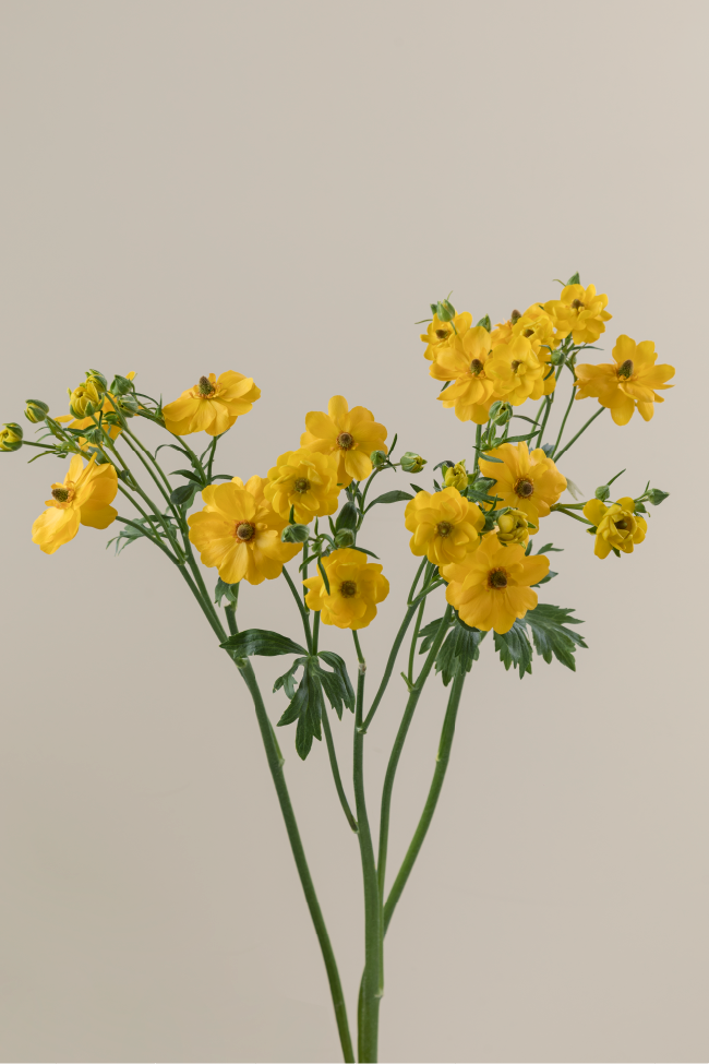 #color_sorrento #detail