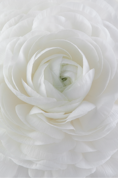 #color_bianco #detail