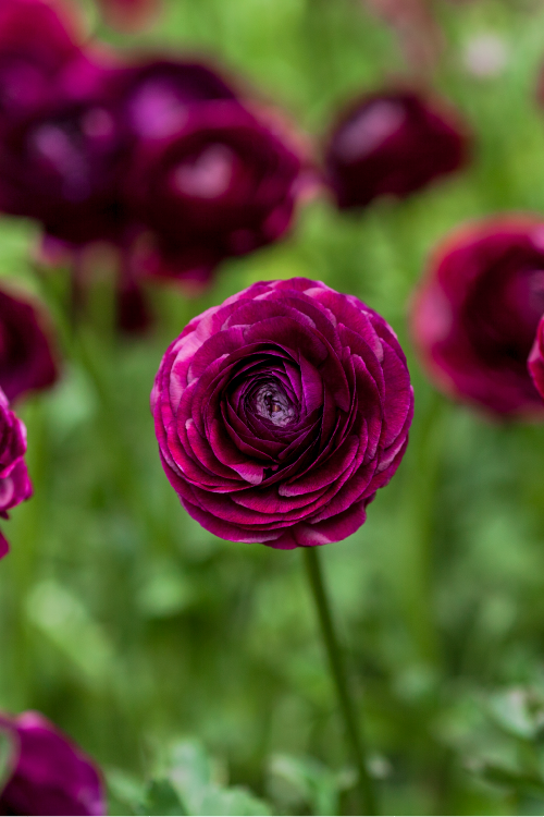 #color_viola #detail