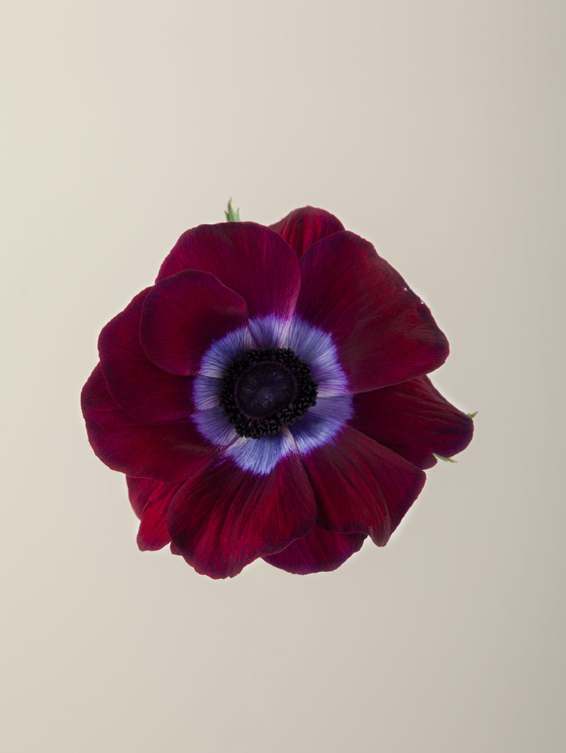 Single burgundy mistral anemone with green stem and leaves against a light background.
#color_burgundy