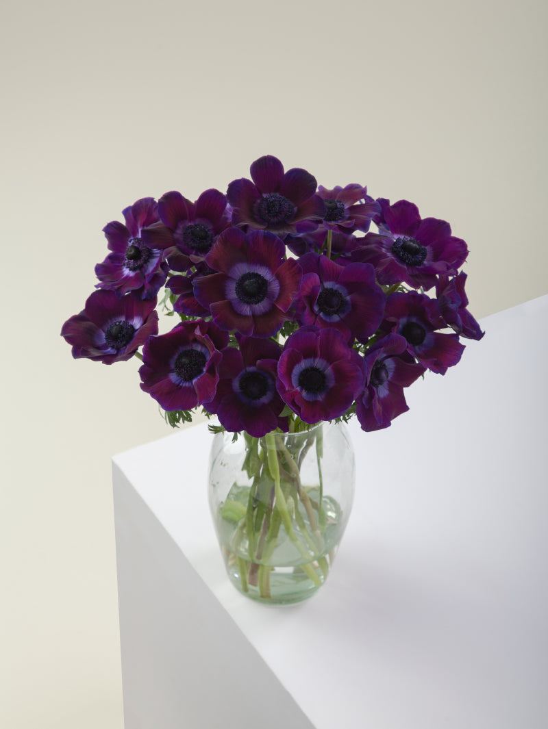 Bouquet of burgundy mistral anemones arranged in a glass vase on a light background.
#color_burgundy