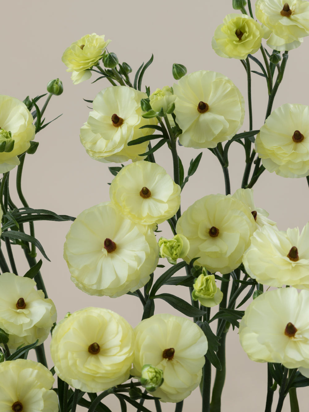 Close-up of multiple fresh cream natura moderna ranunculus grouped tightly together.
#color_limoncello