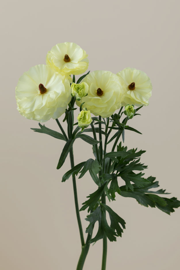 Three cream natura moderna ranunculus on stems with green leaves against a light background.
#color_limoncello #detail