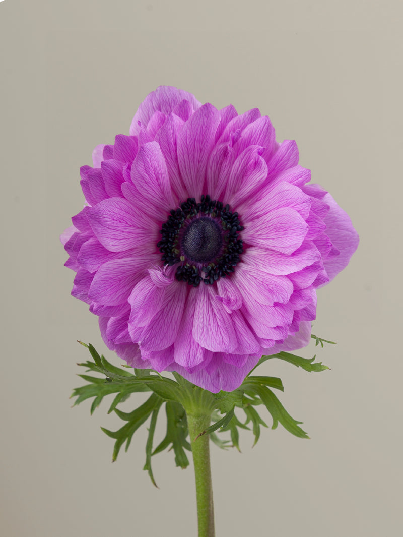 Single fucsia levante anemone with green stem and leaves against a light background.
#color_fucsia