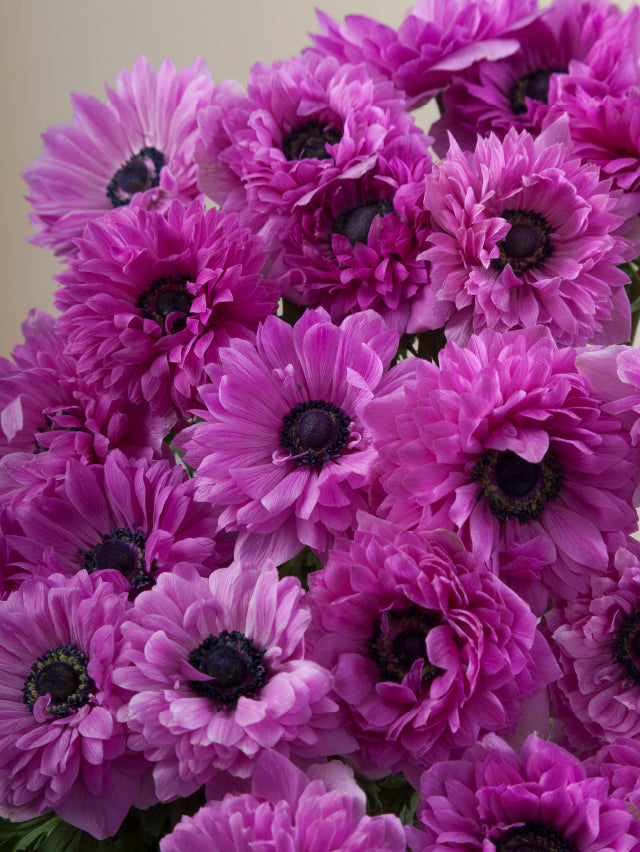 Close-up of multiple fucsia pink levante anemones grouped tightly together.
#color_fucsia