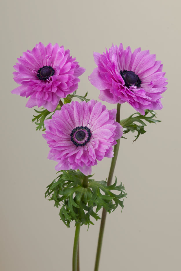 Three fucsia levante anemones on stems with green leaves against a light background.
#color_fucsia #detail