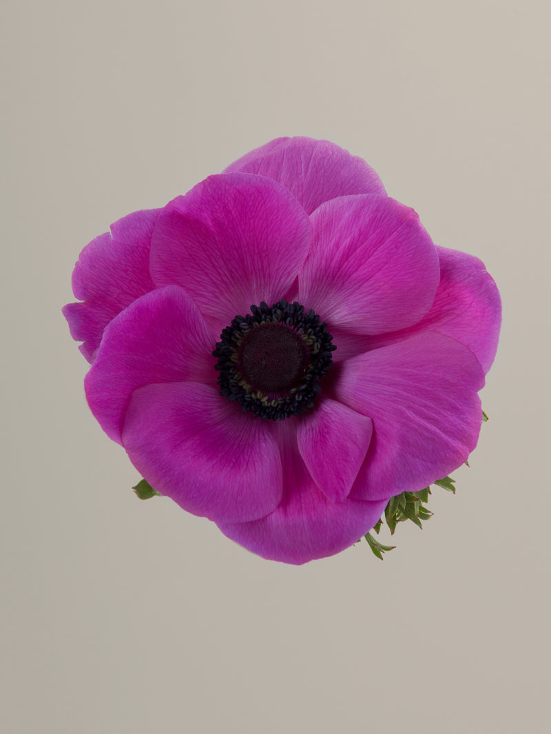 Single fucsia mistral anemone with green stem and leaves against a light background.
#color_fucsia