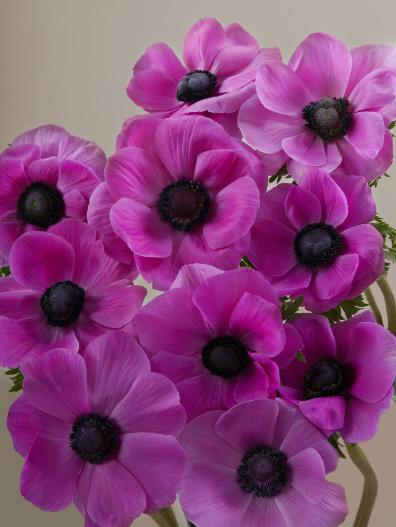 Close-up of multiple fresh fucsia mistral anemones grouped tightly together.
#color_fucsia