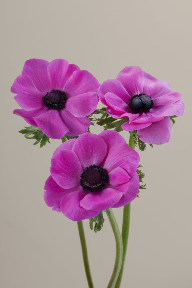 Three fucsia mistral anemones on stems with green leaves against a light background.
#color_fucsia #detail
