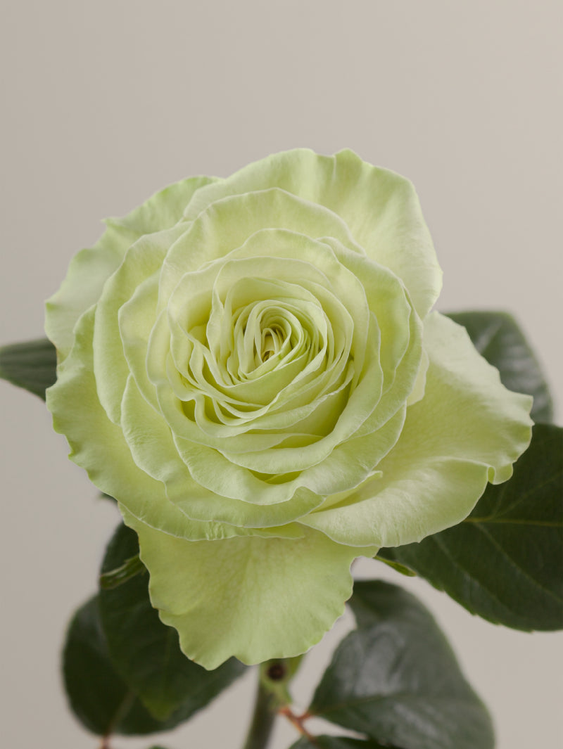 Single green rose with green stem and leaves against a light background.
#color_green
