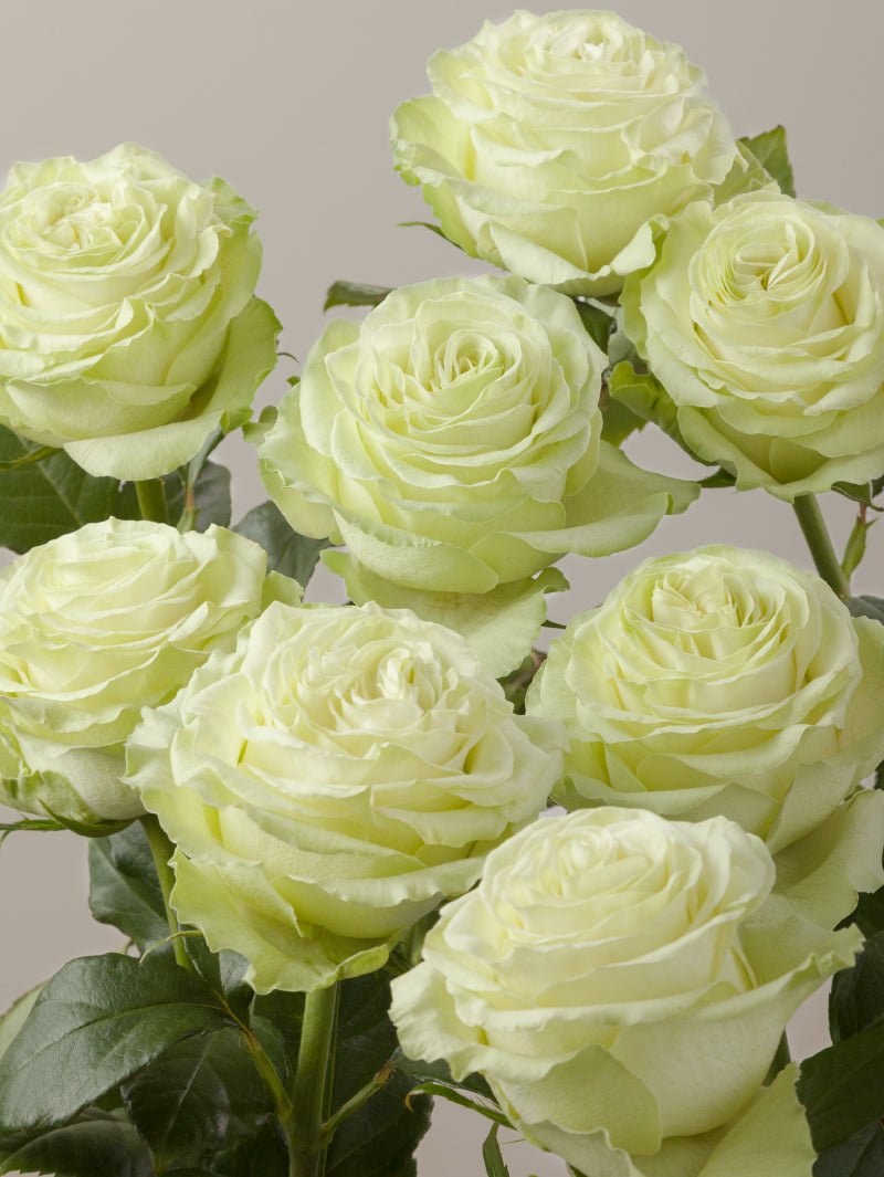 Close-up of multiple fresh green roses grouped tightly together.
#color_green