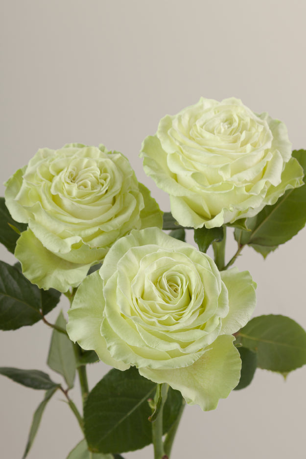 Three green roses on stems with green leaves against a light background.
#color_green #detail