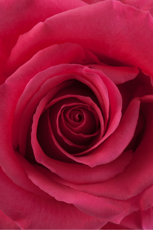 Macro close-up of a deep hot pink rose showing detailed spiral petal pattern.
#color_hotpink #detail