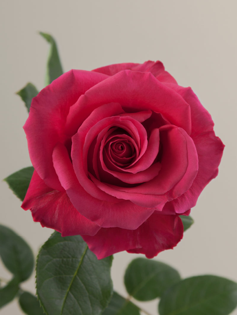 Single hot pink rose with green stem and leaves against a light background.
#color_hotpink