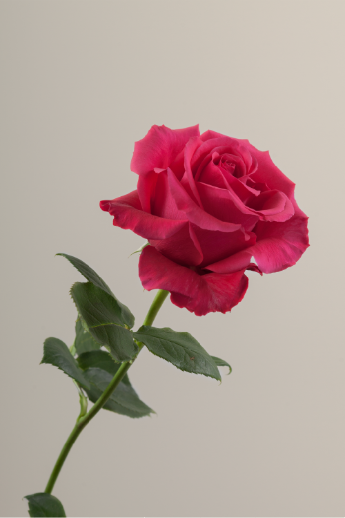 Single hot pink rose with a long green stem with leaves against a neutral background.
#color_hotpink #detail