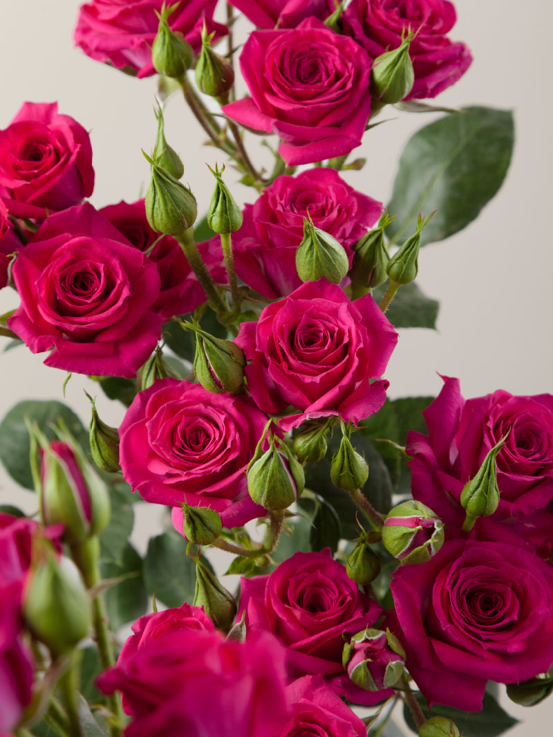 Close-up of multiple fresh hot pink spray roses grouped tightly together.
#color_hot pink