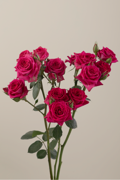 Three hot pink spray roses on stems with green leaves against a light background.
#color_hot pink #detail