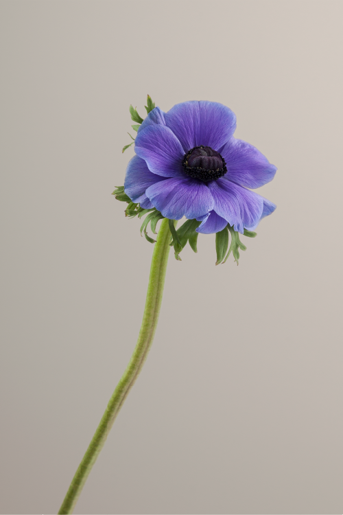 Single lavender mistral anemone with a long green stem with leaves against a neutral background.
#color_blu #detail