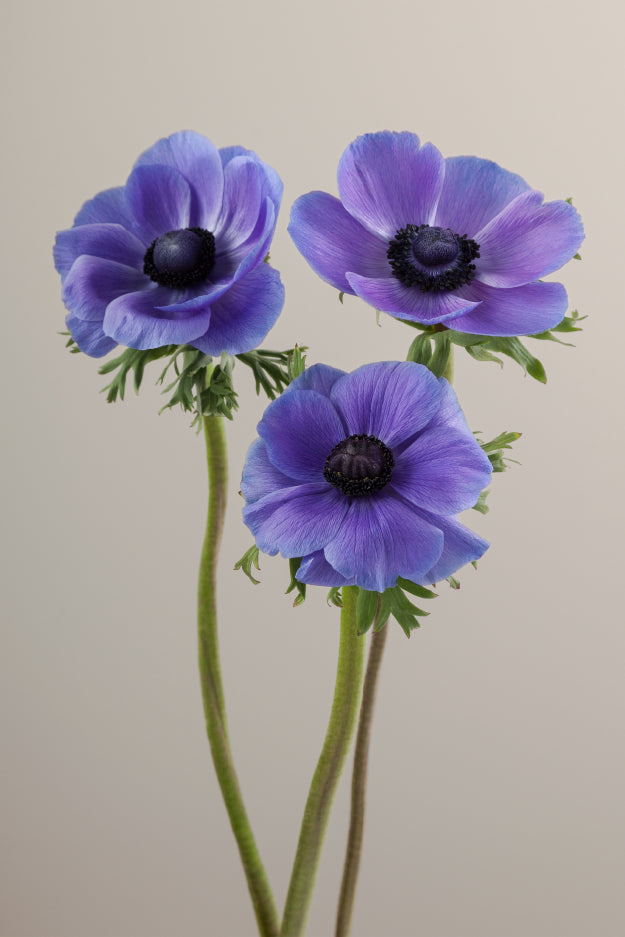 Three lavender mistral anemones on stems with green leaves against a light background.
#color_blu #detai