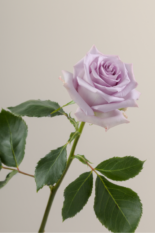 Single lavender rose with a long green stem with leaves against a neutral background.
#color_lavender #detail