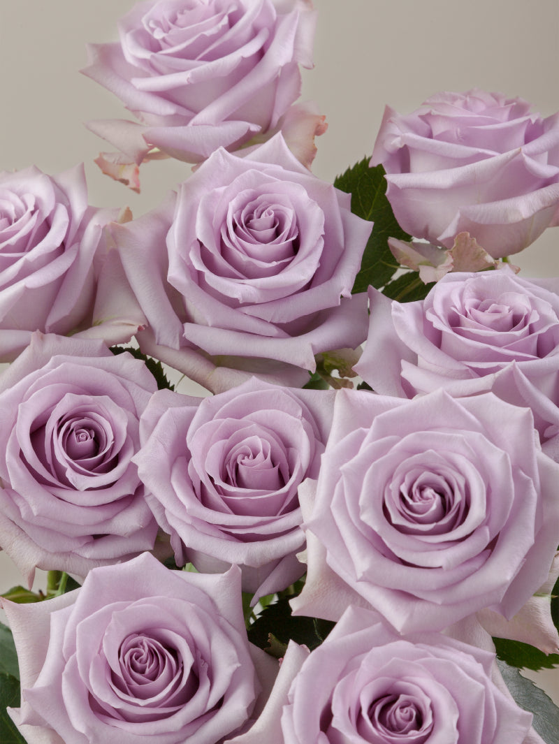 Close-up of multiple fresh lavender roses grouped tightly together.
#color_lavender