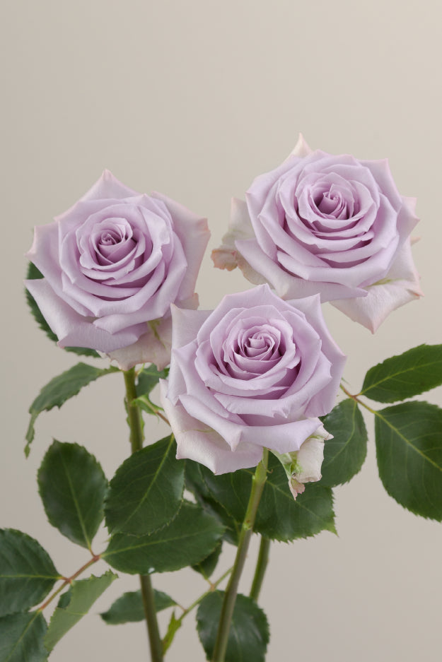 Three lavender roses on stems with green leaves against a light background.
#color_lavender #detail