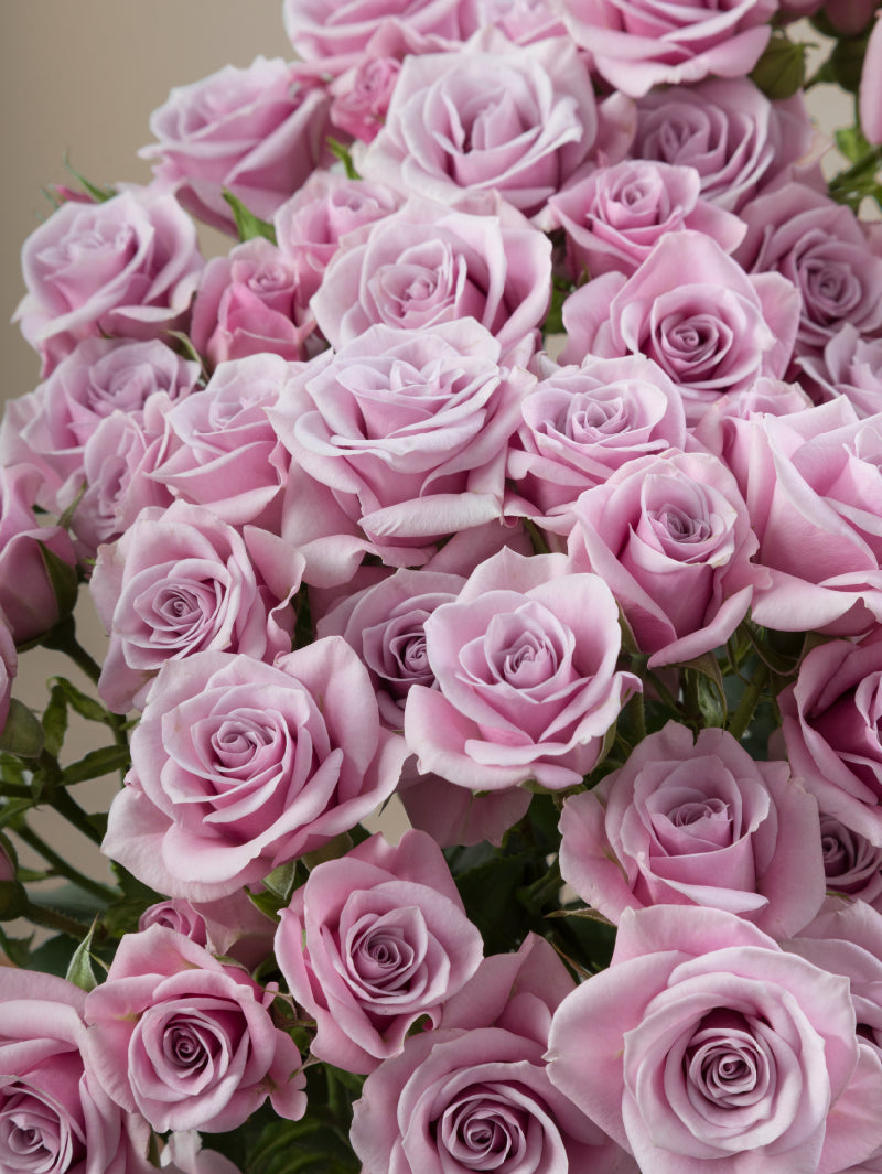 Close-up of multiple fresh lavender spray roses grouped tightly together.
#color_lavender