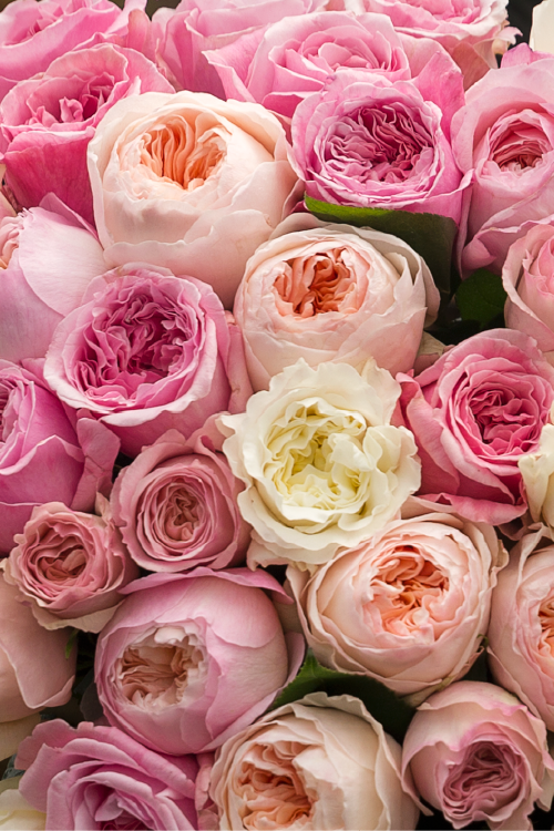 Close-up of a bouquet of pink and white garden roses.
#color_garden #detail
