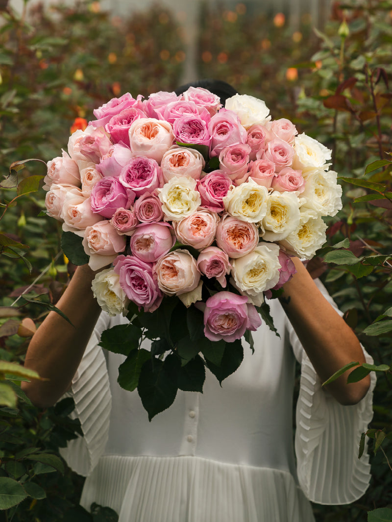 Person holding a large bouquet of pink and white garden roses in an outdoor setting.
#color_garden