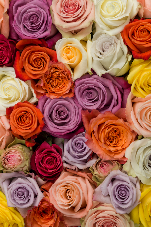 Multicolored roses arranged in a pattern.
#color_standard #detail