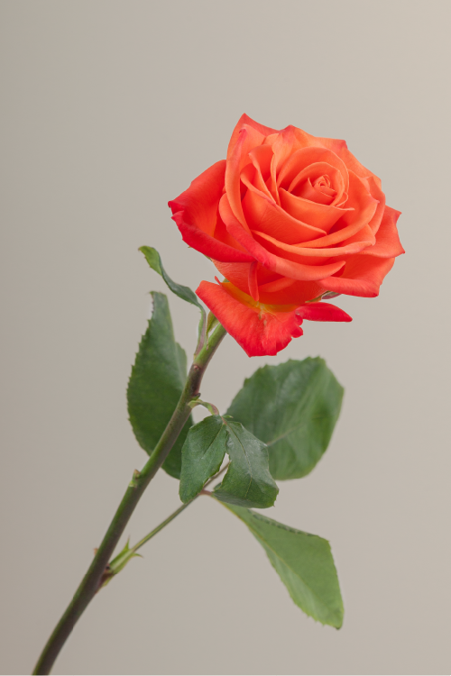 Single orange rose with a long green stem with leaves against a neutral background.
#color_orange #detail