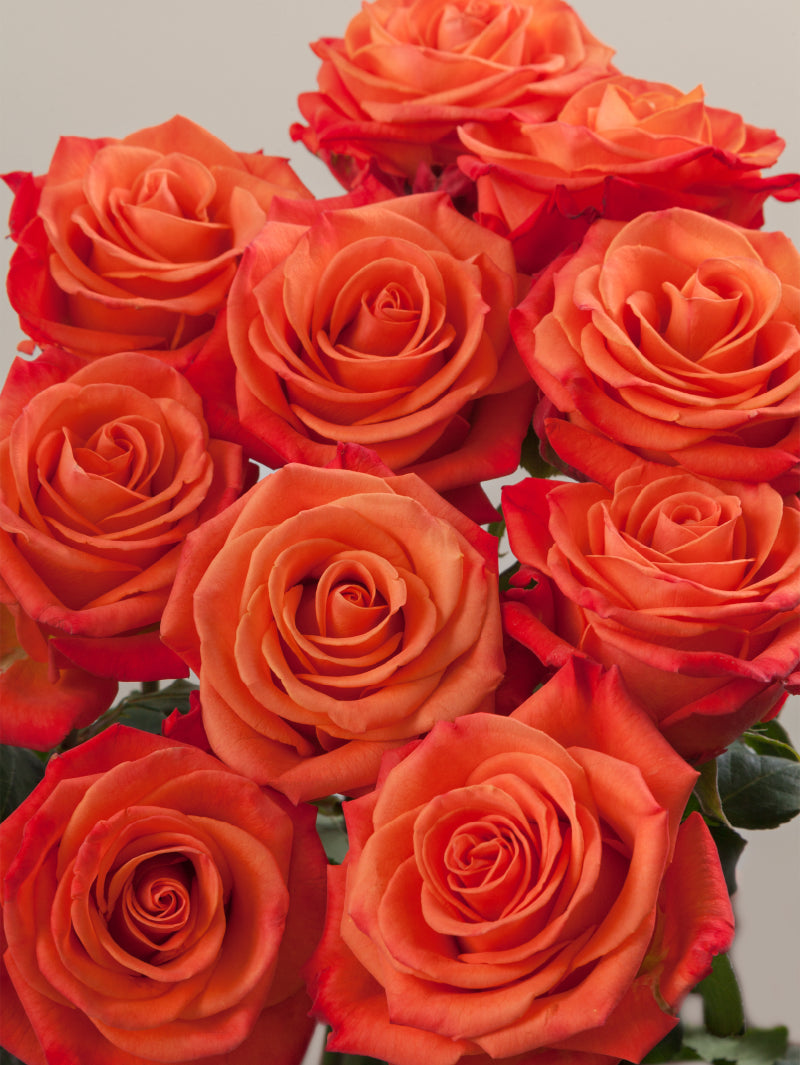 Close-up of multiple fresh orange roses grouped tightly together.
#color_orange