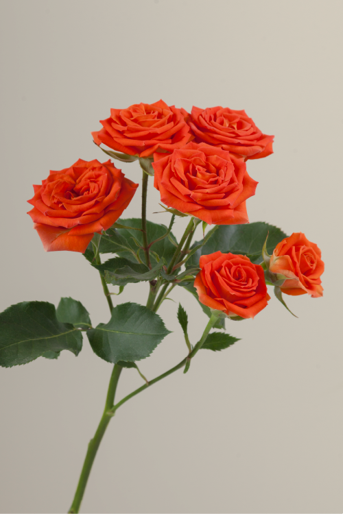 Single orange spray rose with a long green stem with leaves against a neutral background.
#color_orange #detail