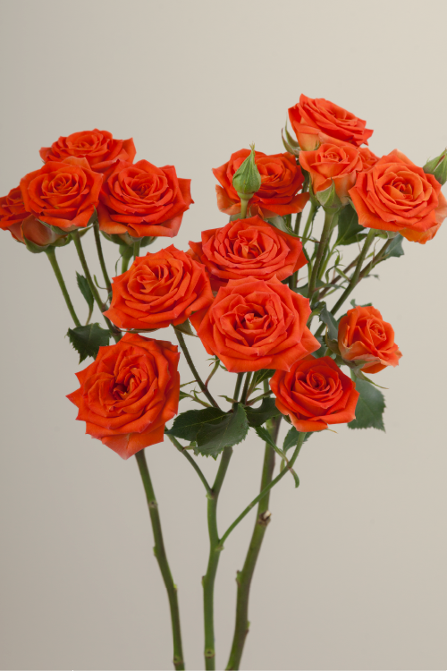 Three orange spray roses on stems with green leaves against a light background.
#color_orange #detail