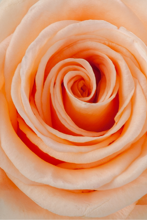 Macro close-up of a deep peach rose showing detailed spiral petal pattern.
#color_peach #detail