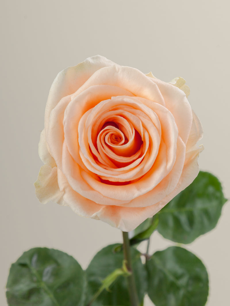 Single peach rose with green stem and leaves against a light background.
#color_peach