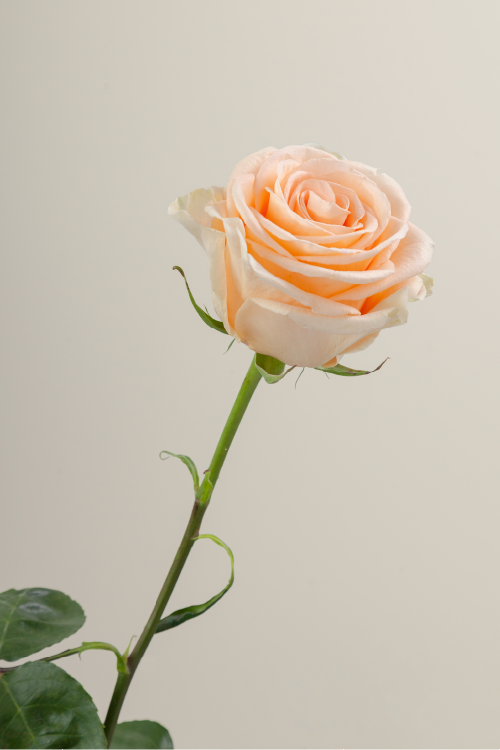 Single peach rose with a long green stem with leaves against a neutral background.
#color_peach #detail