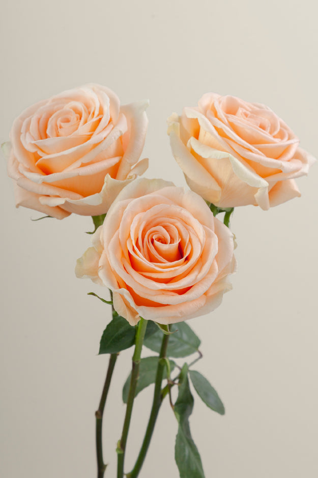Three peach roses on stems with green leaves against a light background.
#color_peach #detail