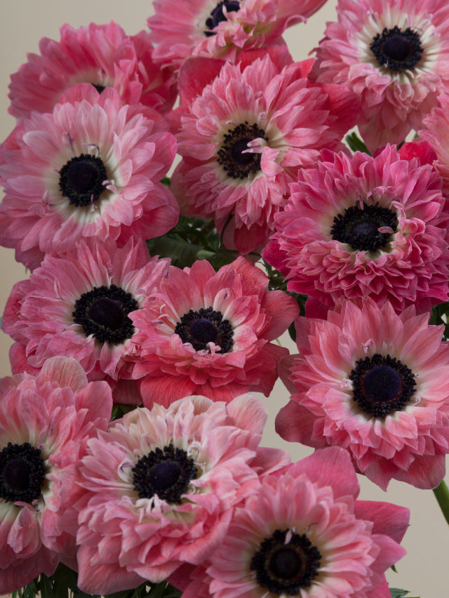 Close-up of multiple fresh pink levante anemones grouped tightly together.
#color_rosa