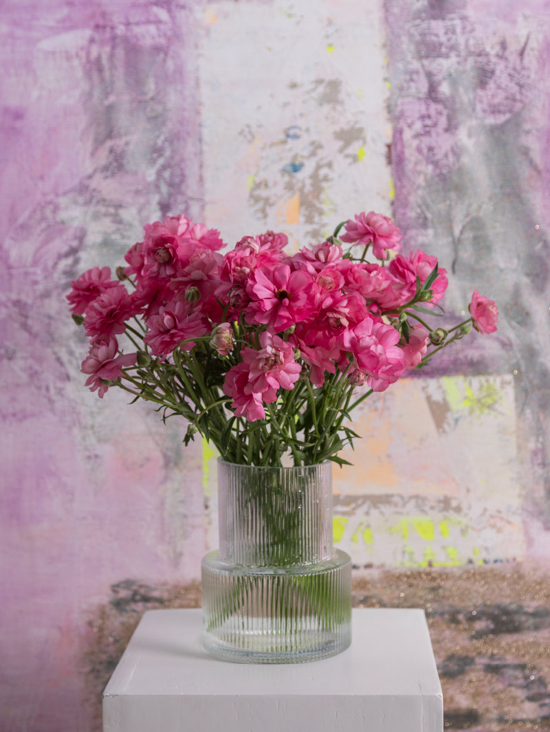 Single pink natura moderna ranunculus with green stem and leaves against a light background.
#color_dolce
