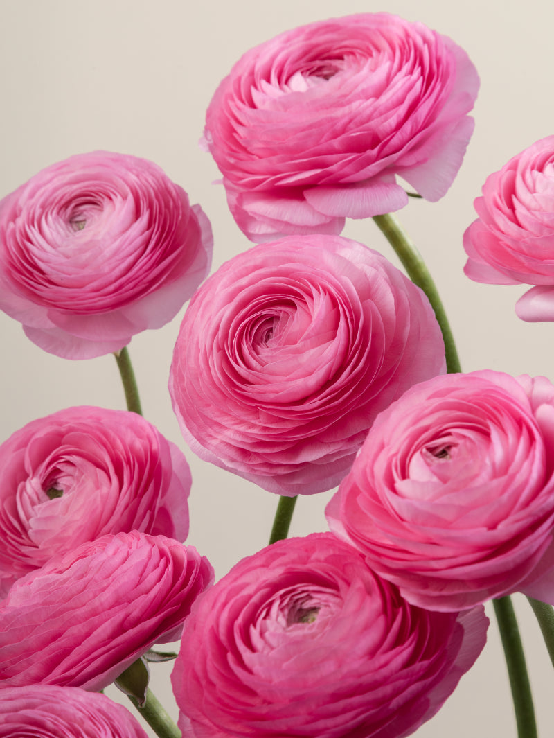 #color_rosa