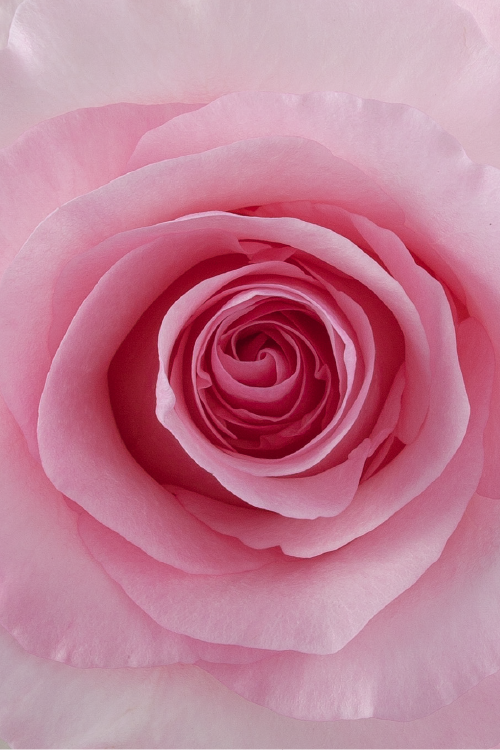 Macro close-up of a deep pink rose showing detailed spiral petal pattern.
#color_pink #detail