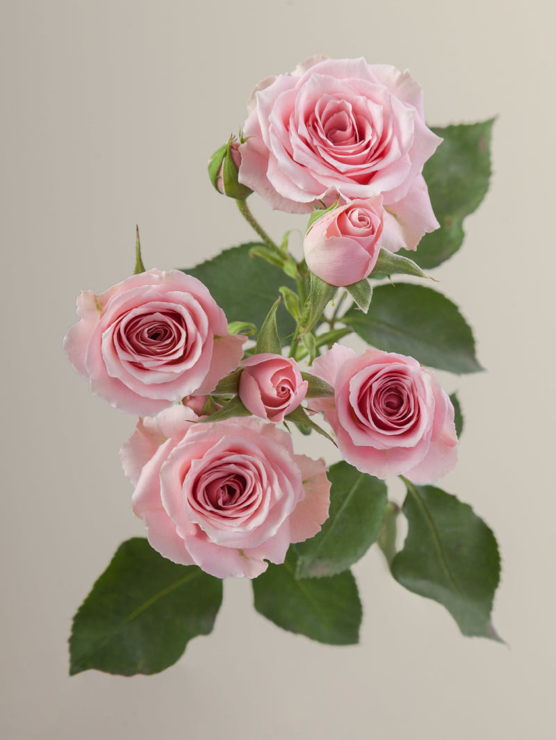 Single pink spray rose with green stem and leaves against a light background.
#color_pink