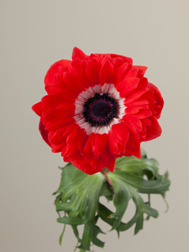 Single red levante anemone with green stem and leaves against a light background.
#color_rosso
