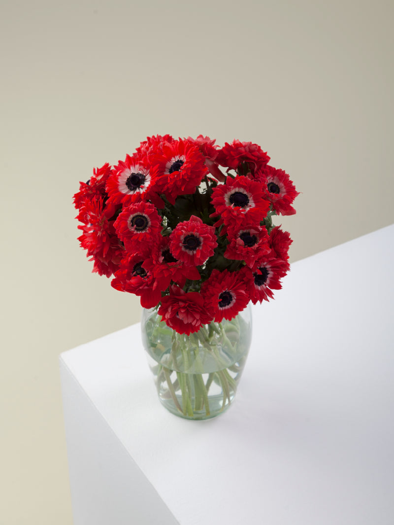 Bouquet of red levante anemones arranged in a glass vase on a light background.
#color_rosso