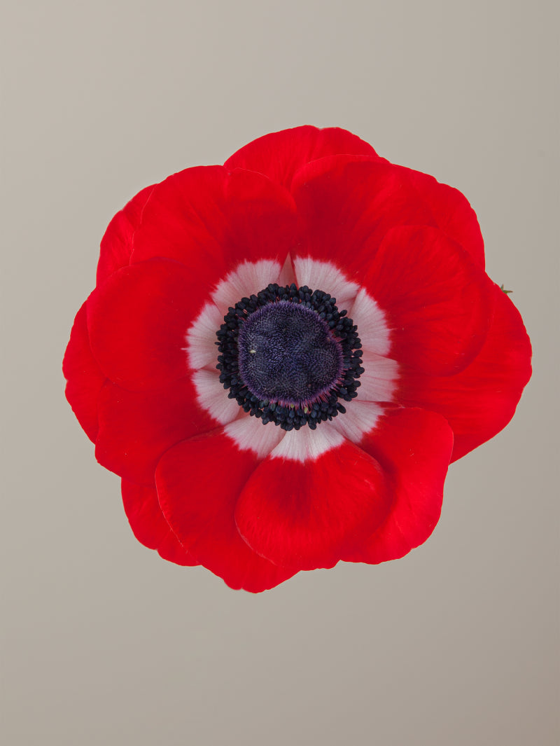 Single red mistral anemone with green stem and leaves against a light background.
#color_rosso