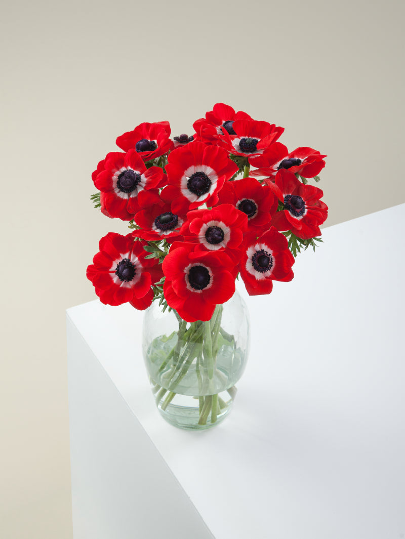 Bouquet of red mistral anemones arranged in a glass vase on a light background.
#color_rosso